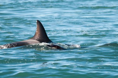 Patagonya, Arjantin 'de deniz aslanı avlayan katil balina.