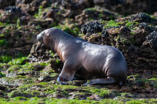 Sea Lion Baby Peninsula Valdes Unesco World Heritage Site Patagonia — стоковое фото