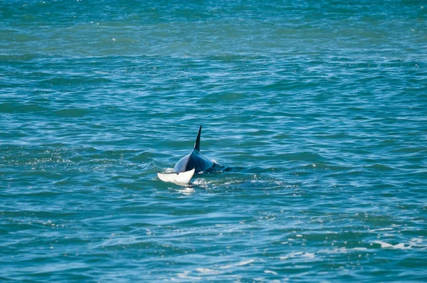 Killer Whale Hunting Sea Lions Paragonian Coast Patagonia Argentina — Stock Photo, Image