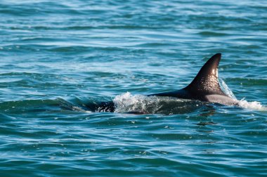 Patagonya, Arjantin 'de deniz aslanı avlayan katil balina.