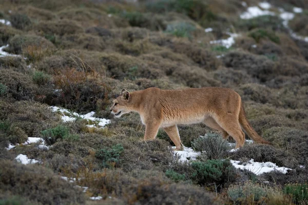 Puma dağda yürüyor, Torres del Paine Ulusal Parkı, Patagonya, Şili.