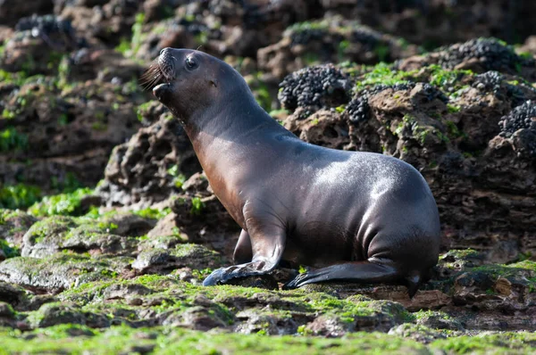 Sea Lion Baby Peninsula Valdes Unesco World Heritage Site Patagonia — стоковое фото