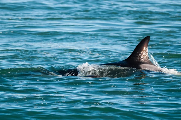 Patagonya, Arjantin 'de deniz aslanı avlayan katil balina.
