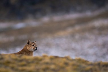 Puma dağda yürüyor, Torres del Paine Ulusal Parkı, Patagonya, Şili.