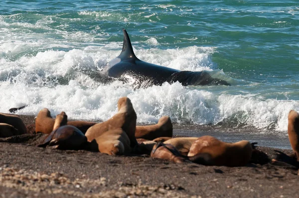 Killer Whale Hunting Sea Lions Paragonian Coast Patagonia Argentina — Stock Photo, Image