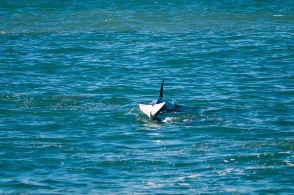 Moordwalvissen Jagen Zeeleeuwen Aan Paragonische Kust Patagonië Argentinië — Stockfoto