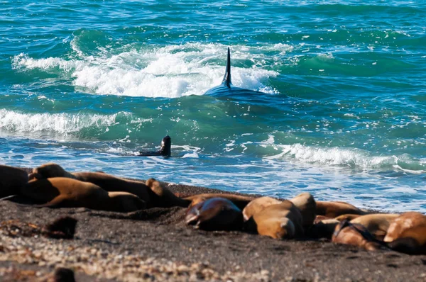 Кит Убивця Полює Морських Левів Парагонському Узбережжі Патагонія Аргентина — стокове фото