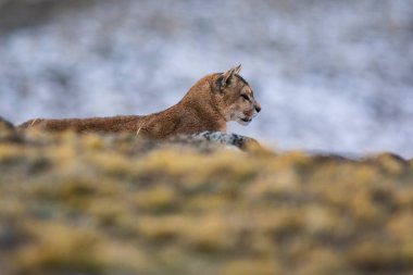Puma dağda yürüyor, Torres del Paine Ulusal Parkı, Patagonya, Şili.