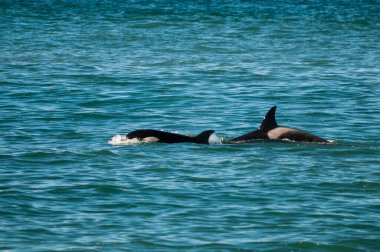 Patagonya, Arjantin 'de deniz aslanı avlayan katil balina.