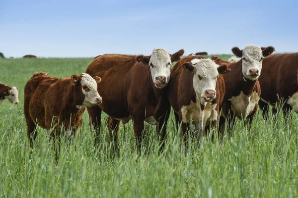 Nötkreatursuppfödning Med Naturliga Betesmarker Landsbygden Pampas Provinsen Pampa Patagonien Argentina — Stockfoto