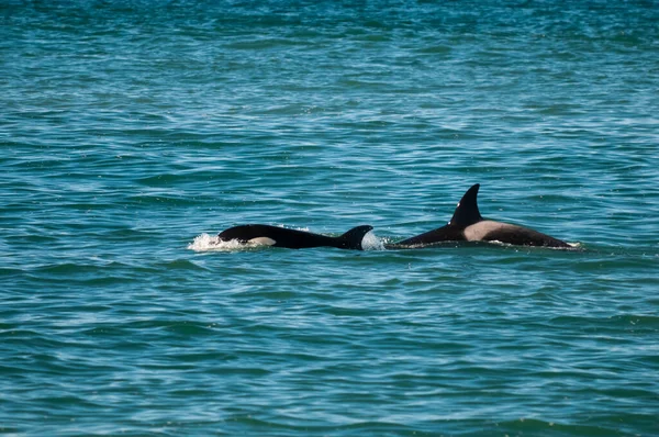 Patagonya, Arjantin 'de deniz aslanı avlayan katil balina.