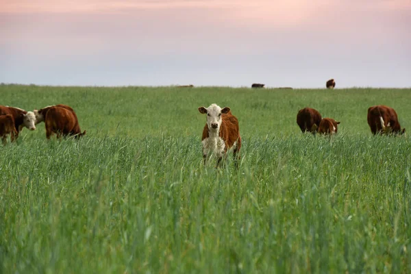 Allevamento Bovini Con Pascoli Naturali Nella Campagna Pampas Provincia Pampa — Foto Stock