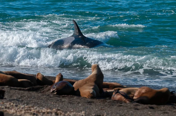 Killerwal Jagt Seelöwen Der Paradiesischen Küste Patagonien Argentinien — Stockfoto