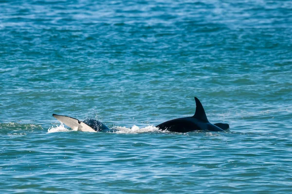 Patagonya, Arjantin 'de deniz aslanı avlayan katil balina.