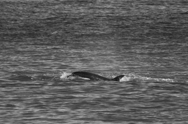 Caza Ballenas Asesinas Lobos Marinos Costa Paragoniana Patagonia Argentina — Foto de Stock