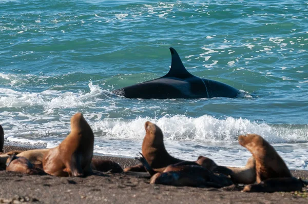 Leoni Marini Cacciatori Balene Assassine Sulla Costa Paragonica Patagonia Argentina — Foto Stock