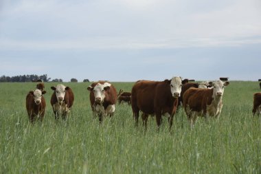 Pampas kırsalında doğal çayırlarda sığır yetiştirme, La Pampa Eyaleti, Patagonya, Arjantin.