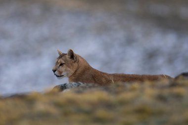 Puma dağda yürüyor, Torres del Paine Ulusal Parkı, Patagonya, Şili.