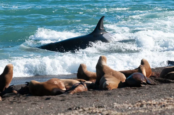 Killer Whale Hunting Sea Lions Paragonian Coast Patagonia Argentina — Stock Photo, Image