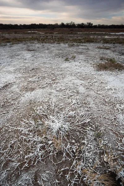 Salitre Chão Uma Lagoa Ambiente Semi Deserto Província Pampa Patagônia — Fotografia de Stock