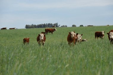 Pampas kırsalında doğal çayırlarda sığır yetiştirme, La Pampa Eyaleti, Patagonya, Arjantin.