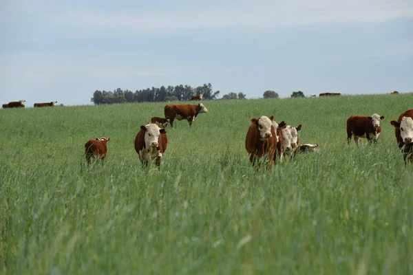 Pampas kırsalında doğal çayırlarda sığır yetiştirme, La Pampa Eyaleti, Patagonya, Arjantin.