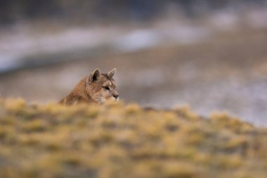 Puma dağda yürüyor, Torres del Paine Ulusal Parkı, Patagonya, Şili.