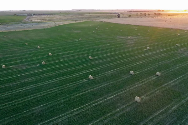 Balla Erba Deposito Erba Nella Campagna Pampa Patagonia Argentina — Foto Stock