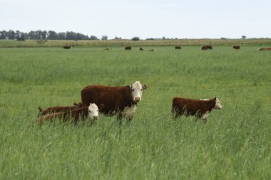 Pampas kırsalında doğal çayırlarda sığır yetiştirme, La Pampa Eyaleti, Patagonya, Arjantin.