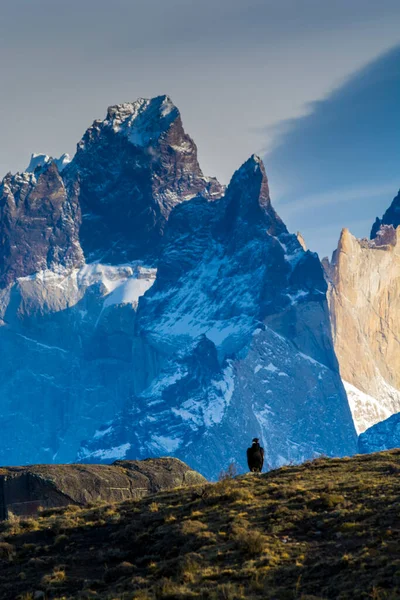 Cóndor Andino Parque Nacional Torres Del Paine Chile — Foto de Stock