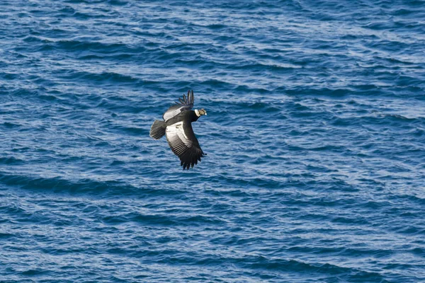 Andean Condor Parque Nacional Torres Del Paine Chile — стокове фото