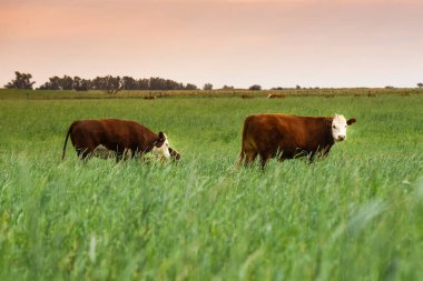 Pampas kırsalında doğal çayırlarda sığır yetiştirme, La Pampa Eyaleti, Patagonya, Arjantin.