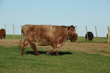 Cattle Shorthorn, Arjantin kırsalında, La Pampa ili, Patagonya, Arjantin.