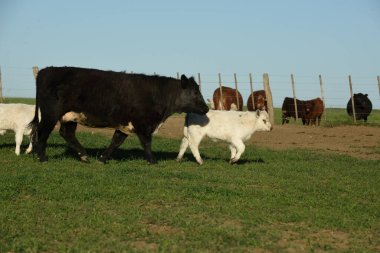 Arjantin kırsalında sığır ve beyaz Shorthorn yavrusu, La Pampa, Patagonya, Arjantin.