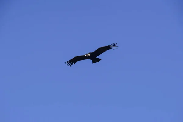 安第斯秃鹰 Torres Del Paine国家公园 智利帕塔哥尼亚 — 图库照片