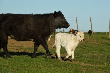 Arjantin kırsalında sığır ve beyaz Shorthorn yavrusu, La Pampa, Patagonya, Arjantin.