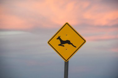 Yarımada Valdes, Chubut Eyaleti, Patagonya, Arjantin.