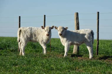 Beyaz Shorthorn yavrusu, Arjantin kırsalında, La Pampa vilayeti, Patagonya, Arjantin.