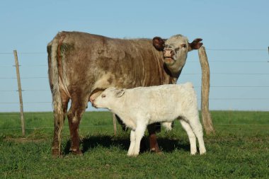 Arjantin kırsalında sığır ve beyaz Shorthorn yavrusu, La Pampa, Patagonya, Arjantin.
