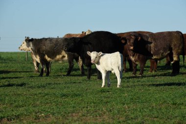 Arjantin kırsalında sığır ve beyaz Shorthorn yavrusu, La Pampa, Patagonya, Arjantin.