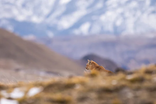 Puma dağda yürüyor, Torres del Paine Ulusal Parkı, Patagonya, Şili.