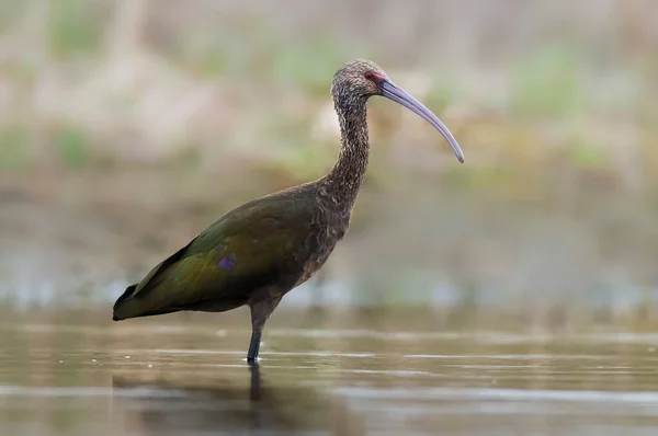 White Enfrentou Ibis Pampa Patagônia Argentina — Fotografia de Stock