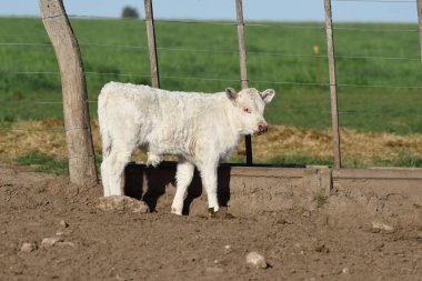 Beyaz Shorthorn yavrusu, Arjantin kırsalında, La Pampa vilayeti, Patagonya, Arjantin.