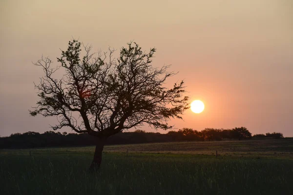 Krajobraz Trawy Pampas Prowincja Pampa Patagonia Argentyna — Zdjęcie stockowe