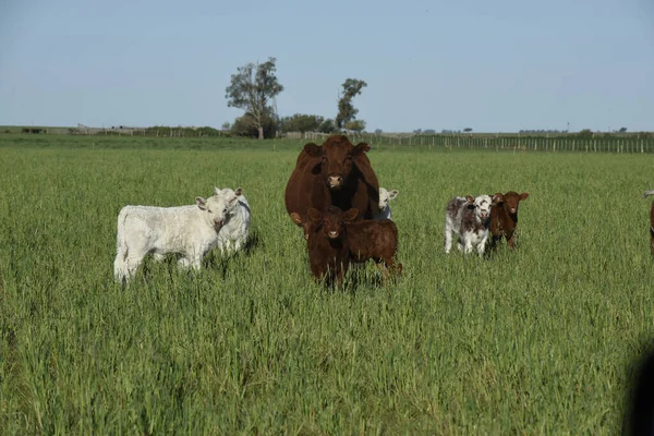 Bovinos Bezerro Shorthorn Branco Campo Argentino Província Pampa Patagônia Argentina — Fotografia de Stock