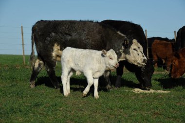 Arjantin kırsalında sığır ve beyaz Shorthorn yavrusu, La Pampa, Patagonya, Arjantin.