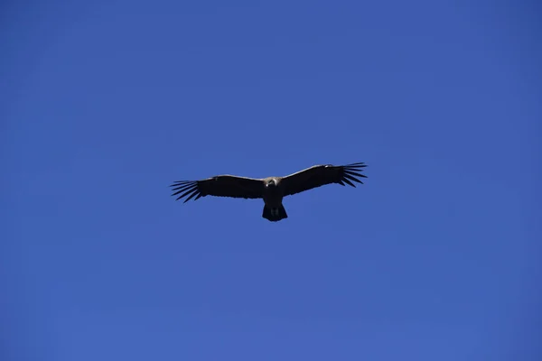 アンデスコンドル トーレス ペイン国立公園 パタゴニア — ストック写真