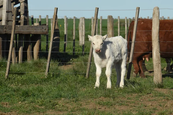 White Shorthorn Kalf Het Argentijnse Platteland Provincie Pampa Patagonië Argentinië — Stockfoto