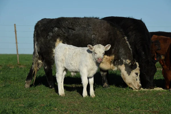 Arjantin kırsalında sığır ve beyaz Shorthorn yavrusu, La Pampa, Patagonya, Arjantin.