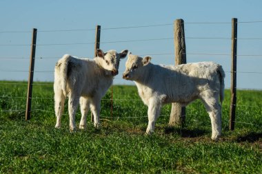Beyaz Shorthorn yavrusu, Arjantin kırsalında, La Pampa vilayeti, Patagonya, Arjantin.